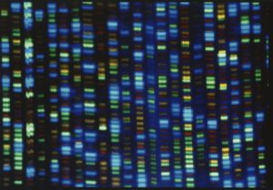 Completata la mappatura del genoma umano